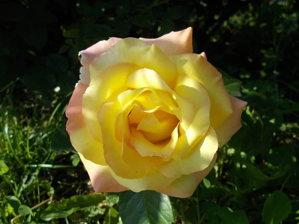 Růže Městském Parku — Stock fotografie