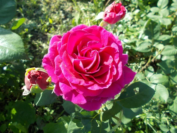 Rozen Een Stadspark — Stockfoto