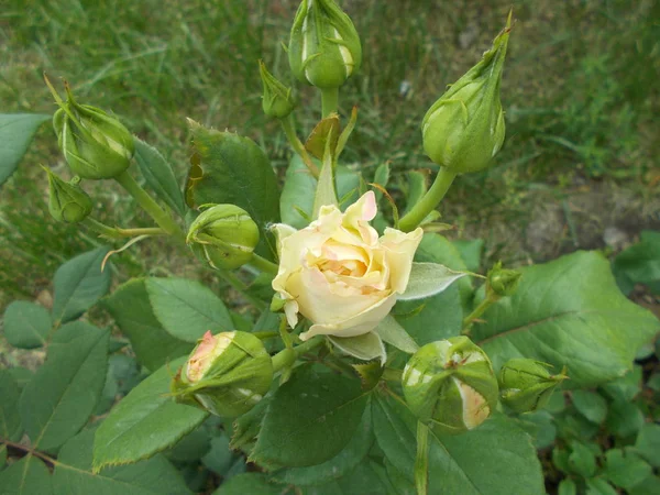 Roses Dans Parc Urbain — Photo