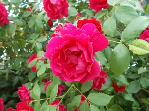 Rosas Parque Ciudad — Foto de Stock