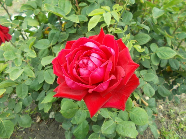 Róże Parku Miejskim — Zdjęcie stockowe