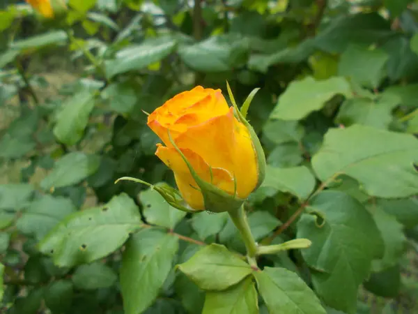 Rosas Parque Cidade — Fotografia de Stock