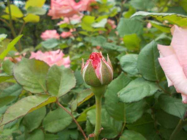 Róże Parku Miejskim — Zdjęcie stockowe