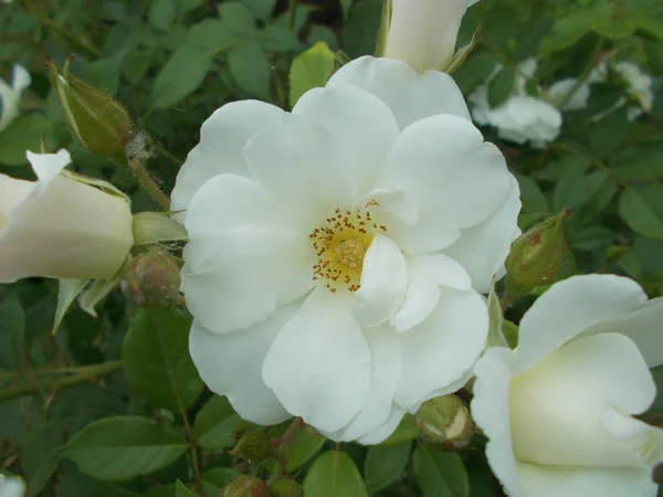 Rosas Parque Ciudad — Foto de Stock