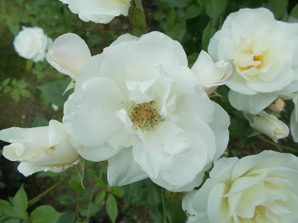 Rosas Parque Ciudad — Foto de Stock