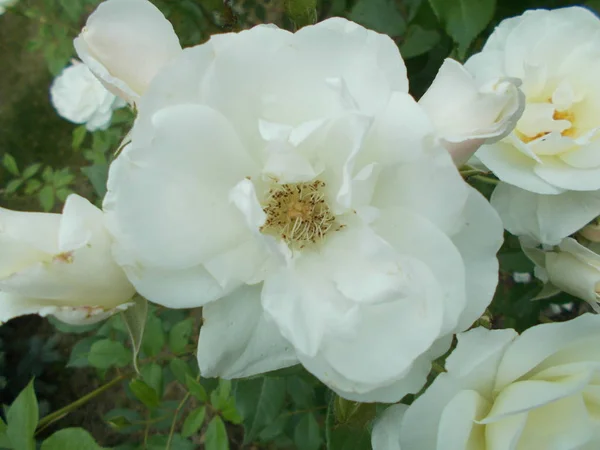 Rosas Parque Ciudad — Foto de Stock