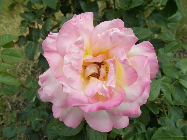 Розы Городском Парке — стоковое фото