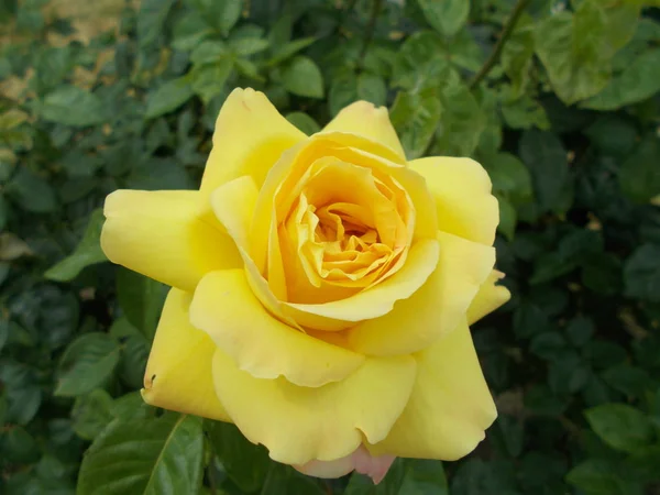 Троянди Міському Парку — стокове фото