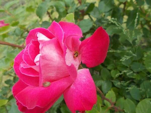 Троянди Міському Парку — стокове фото