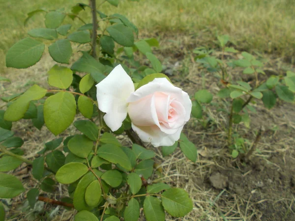 Roses Dans Parc Urbain — Photo