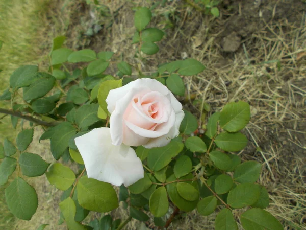 Rozen Een Stadspark — Stockfoto