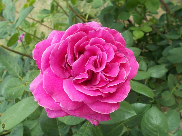 Розы Городском Парке — стоковое фото