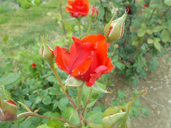 Roses City Park — Stock Photo, Image