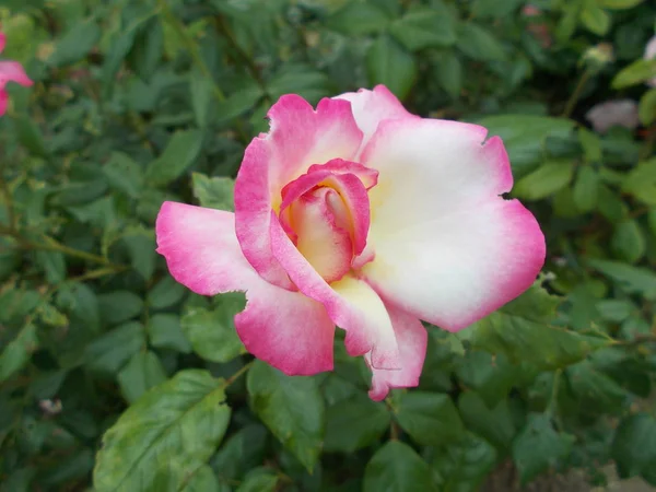 Roses Dans Parc Urbain — Photo