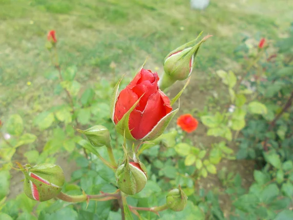 Roses Dans Parc Urbain — Photo