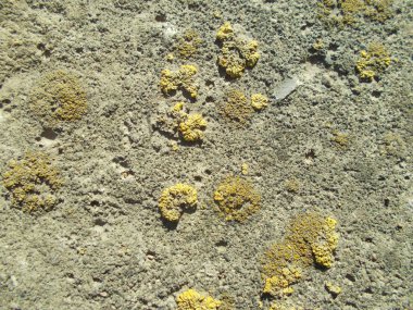 Beton yüzey. İç tasarım için arka plan konsepti.