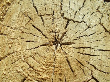 Ahşap doku. Tasarımınız için arka plan.