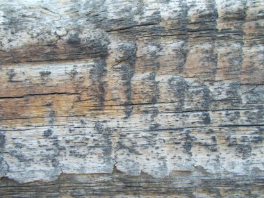 Ahşap doku. Tasarımınız için arka plan.