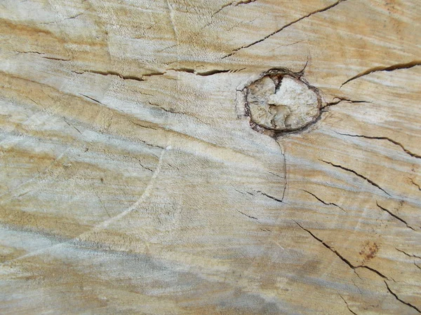Struktura Dřeva Pozadí Návrhu — Stock fotografie