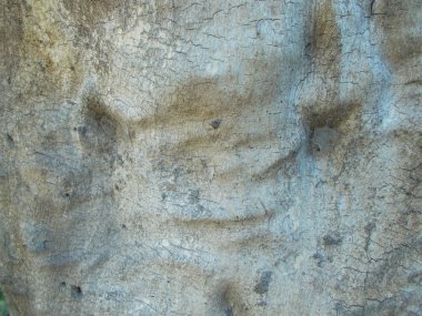 Ahşap doku. Tasarımınız için arka plan.