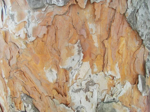 木の質感 デザインの背景 — ストック写真