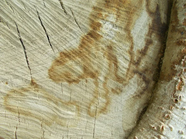 Struktura Dřeva Pozadí Návrhu — Stock fotografie