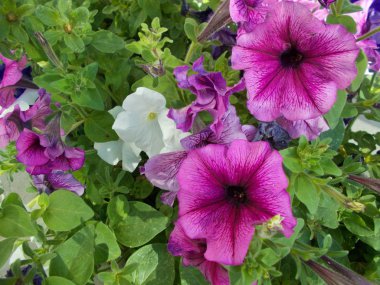 Tasarımınız için parlak çiçek buketi.