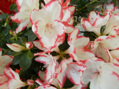 Tasarımınız için parlak çiçek buketi.