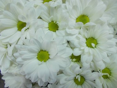 Tasarımınız için parlak çiçek buketi.