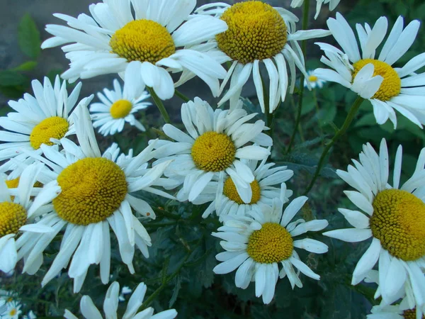 Buquê Brilhante Flores Para Seu Projeto — Fotografia de Stock