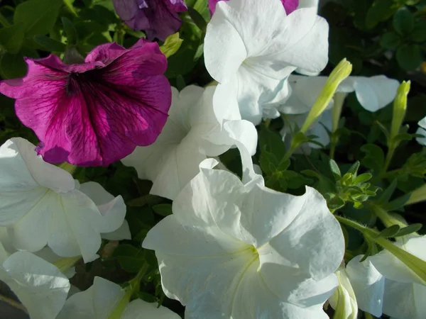 Helder Boeket Van Bloemen Voor Ontwerp — Stockfoto