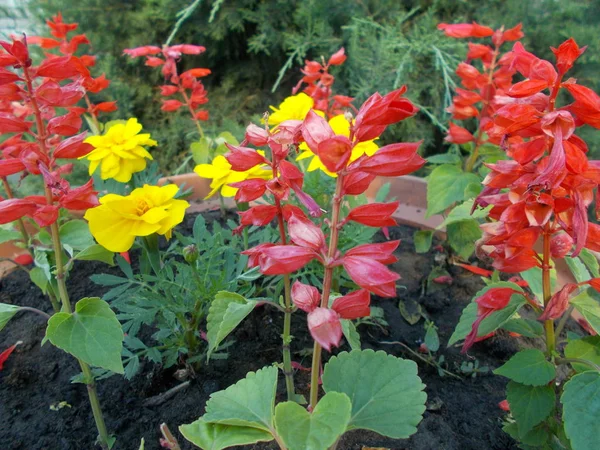 Helder Boeket Van Bloemen Voor Ontwerp — Stockfoto