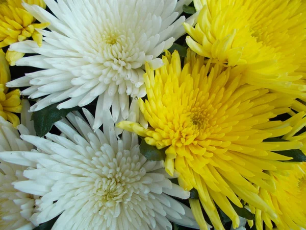Buquê Brilhante Flores Para Seu Projeto — Fotografia de Stock