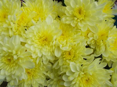 Tasarımınız için parlak çiçek buketi.