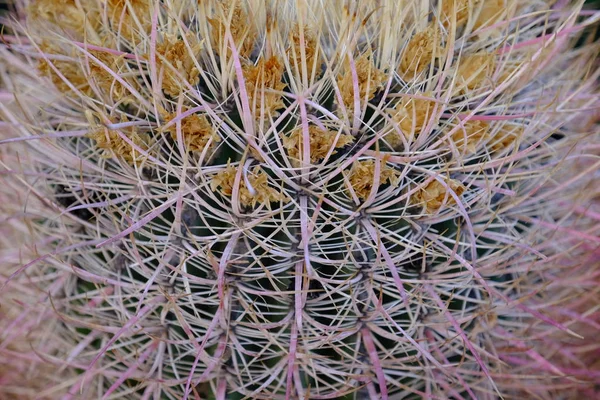 Cacti Hollywood Street — Stock Photo, Image