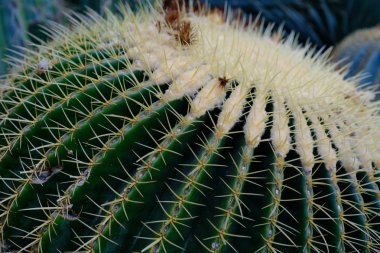 Bir Hollywood caddesinde kaktüsler