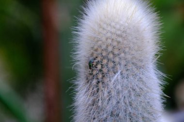 Bir Hollywood caddesinde kaktüsler