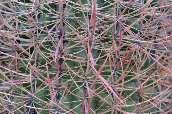 Cacti Hollywood Street — Stock Photo, Image