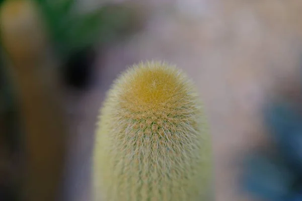 Cactus Una Calle Hollywood — Foto de Stock