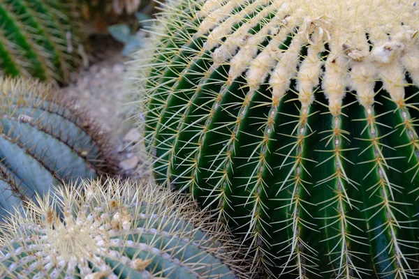 Cactus Dans Une Rue Hollywood — Photo