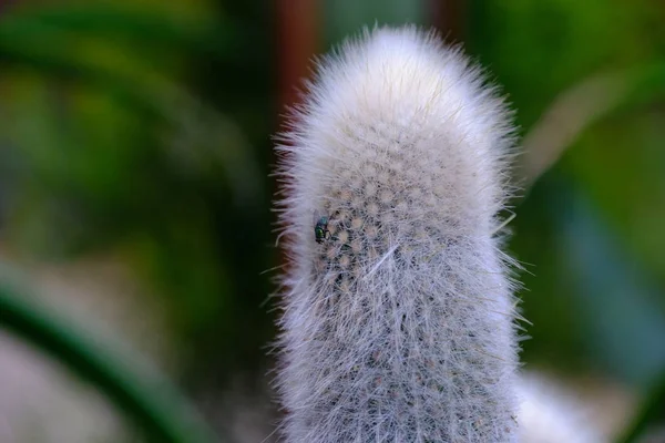 Cacti Uma Rua Hollywood — Fotografia de Stock