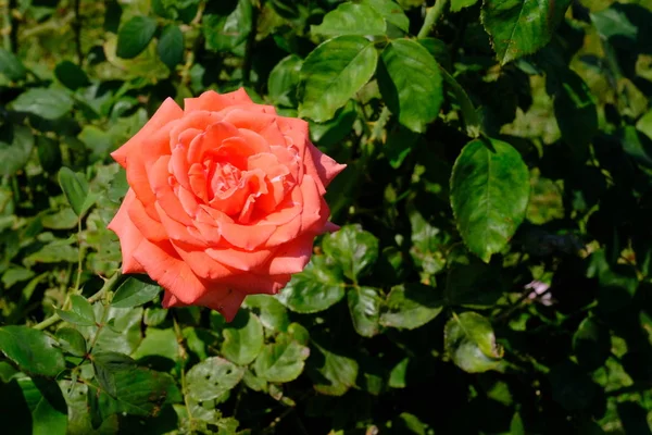 Rose Parque Ciudad Fondo Floral Para Diseño — Foto de Stock