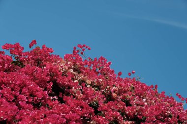 Tasarımcının doğal arkaplanı.