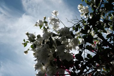Tasarımcının doğal arkaplanı.