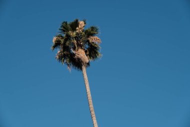 Los Angeles sokaklarında palmiye ağaçları. Tasarım için doğal arka plan.