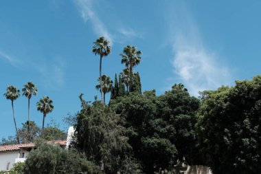 Los Angeles sokaklarında palmiye ağaçları. Tasarım için doğal arka plan.