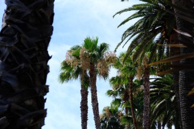 Los Angeles sokaklarında palmiye ağaçları. Tasarım için doğal arka plan.