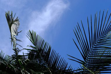 Los Angeles sokaklarında palmiye ağaçları. Tasarım için doğal arka plan.