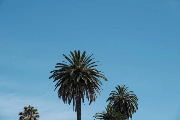 Los Angeles Sokaklarında Palmiye Ağaçları Tasarım Için Doğal Arka Plan — Stok fotoğraf