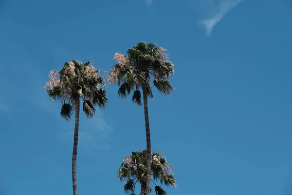 Palmy Ulicach Los Angeles Naturalne Tło Dla Designu — Zdjęcie stockowe